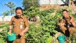 Lahan Tidur Disulap Jadi Produktif, Kadis Pertanian Takalar: Silakan Petik, Untuk Masyarakat Juga Boleh