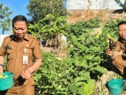 Lahan Tidur Disulap Jadi Produktif, Kadis Pertanian Takalar: Silakan Petik, Untuk Masyarakat Juga Boleh